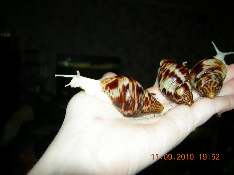 Achatina reticulata albino bod