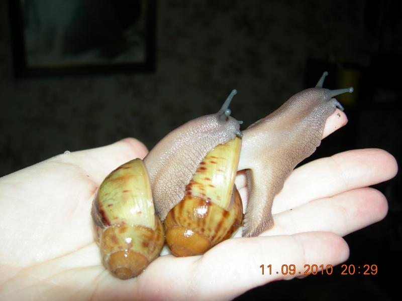 Archachatina marginata var. ovum