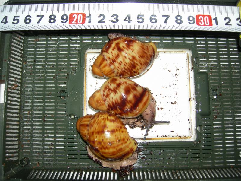 Archachatina marginata var. ovum