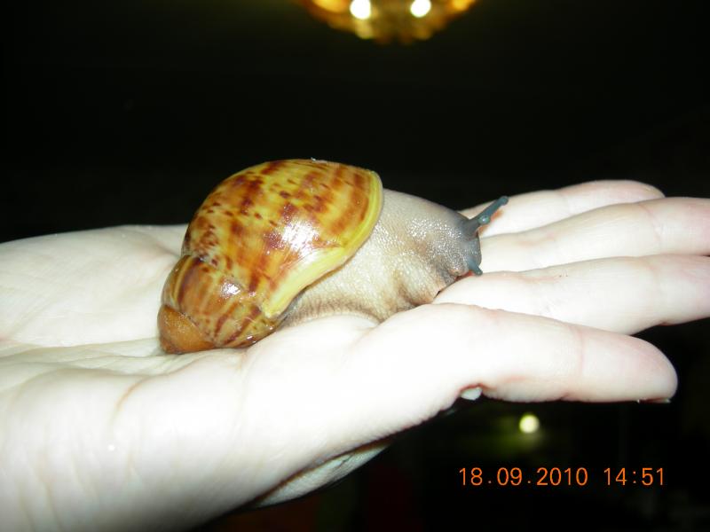 Archachatina marginata var. ovum