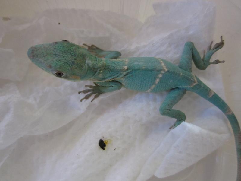 Anolis equestris