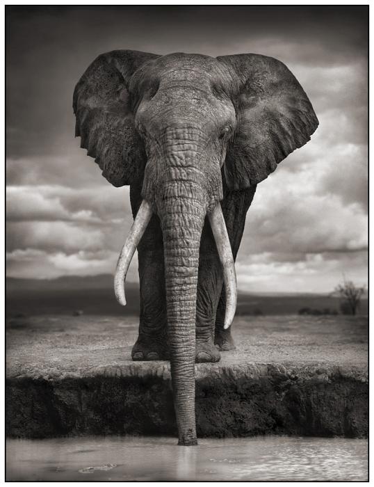 Nick Brandt