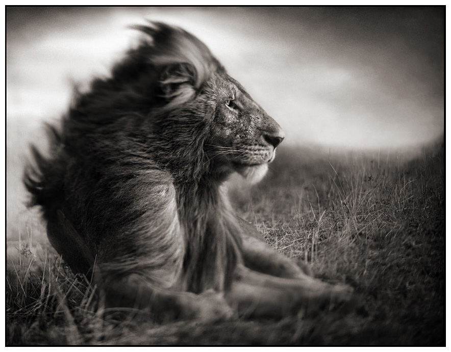 Nick Brandt