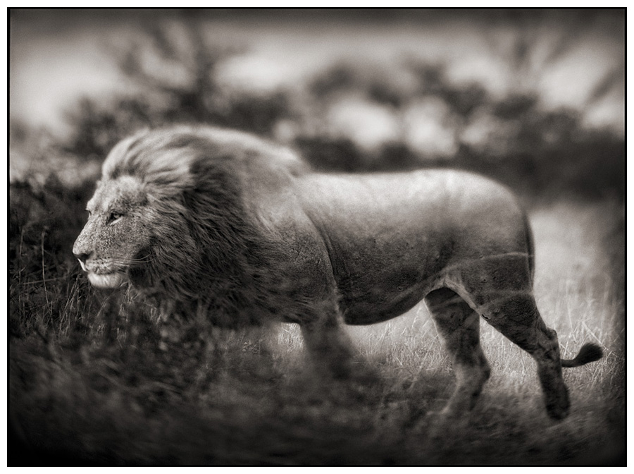 Nick Brandt