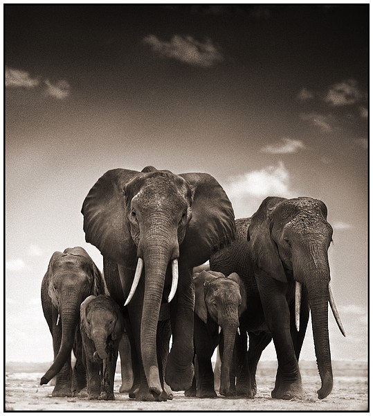 Nick Brandt