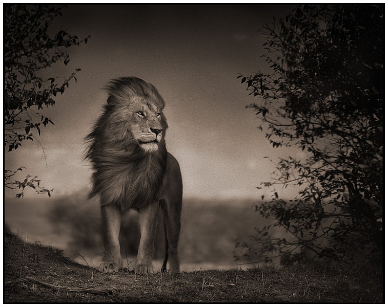 Nick Brandt