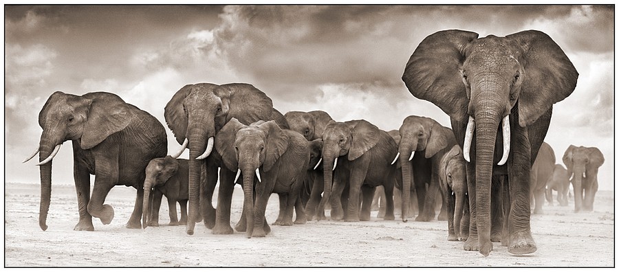 Nick Brandt