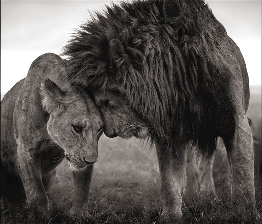 Nick Brandt