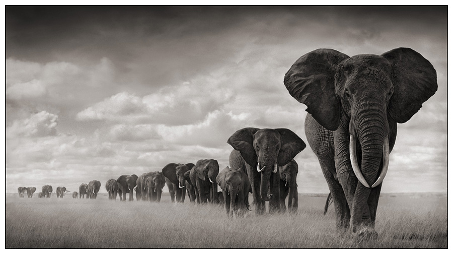 Nick Brandt