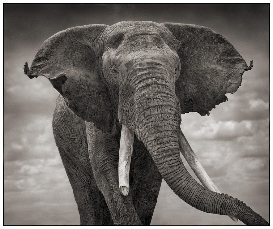 Nick Brandt