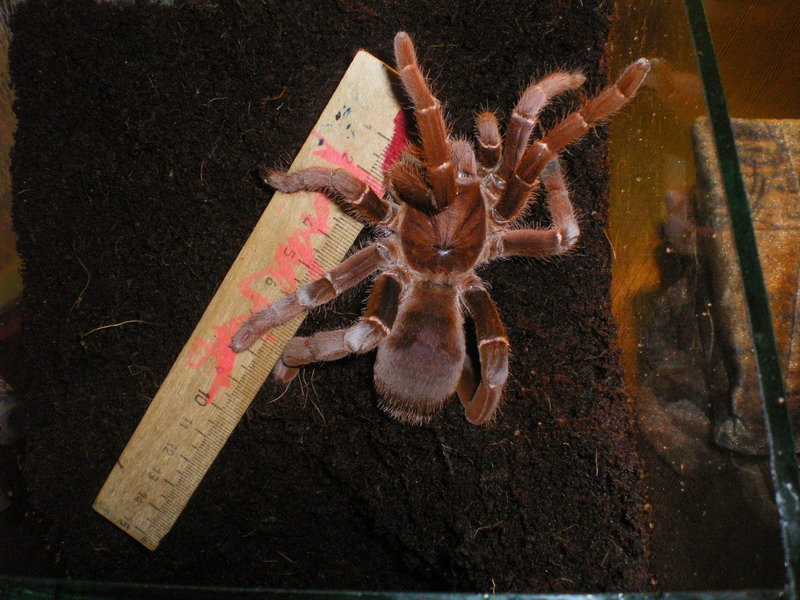 Citharischius crawshayi