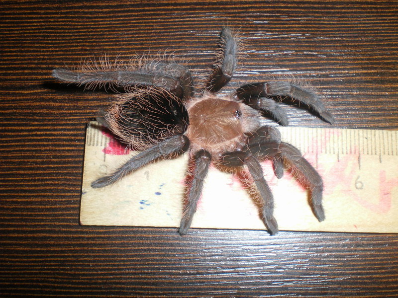 Brachypelma albopilosum