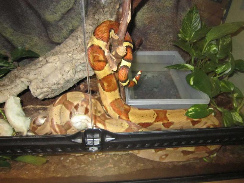 Boa Constrictor, самец