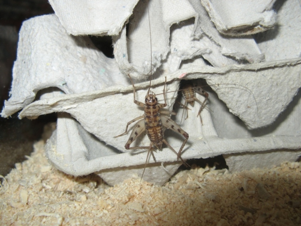 Phaeophilacris bredoides