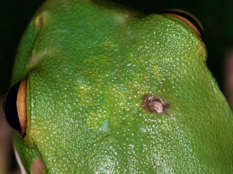 Hyla