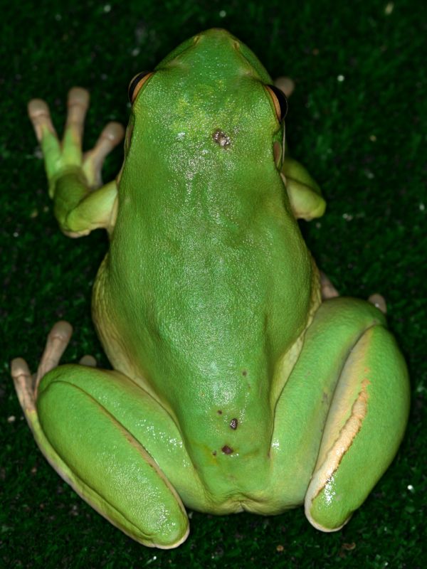 Hyla