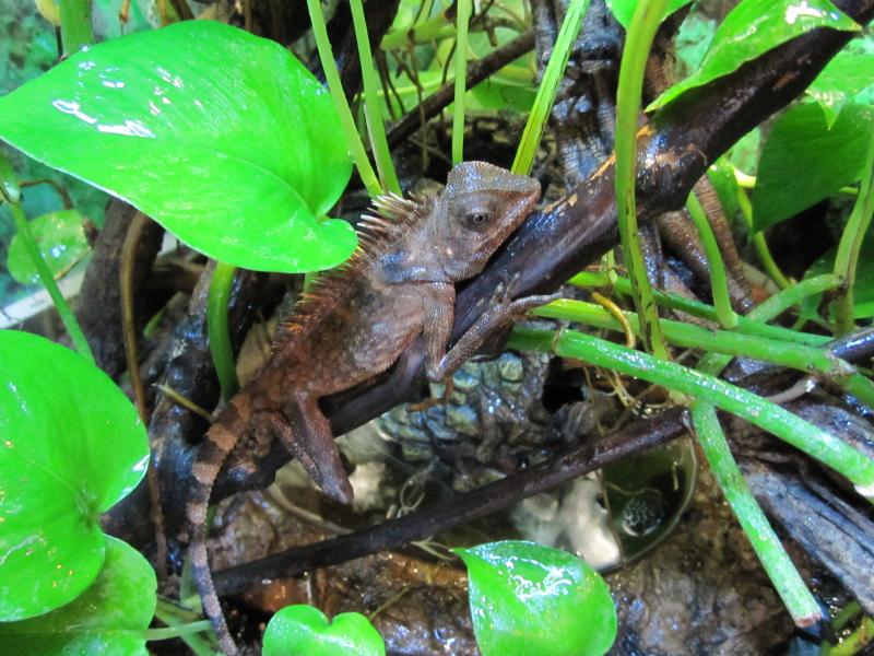 Gonocephalus bellii