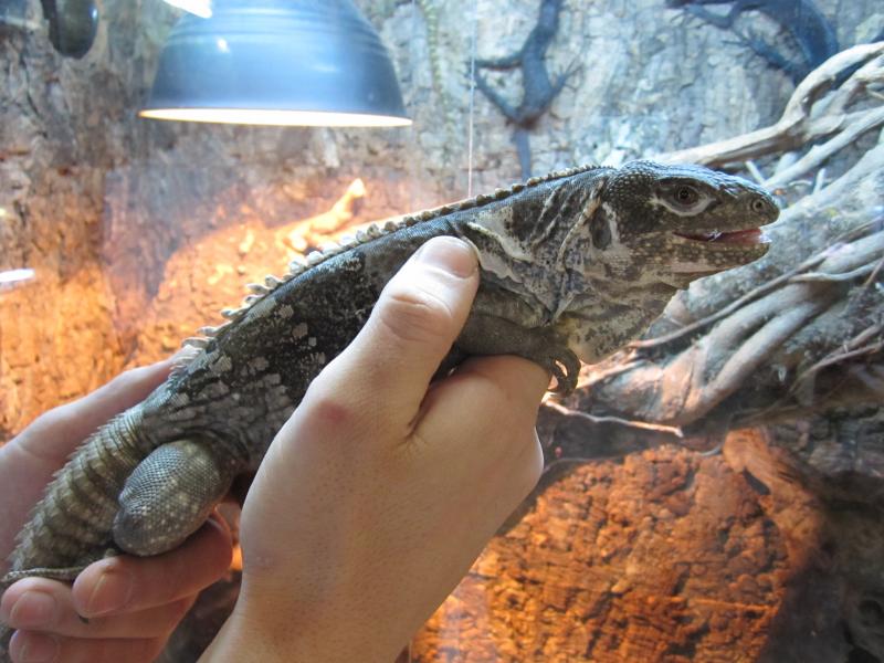 Ctenosaura quinquecarinata