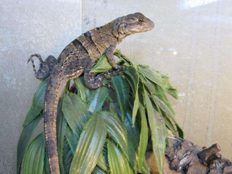 Ctenosaura similis