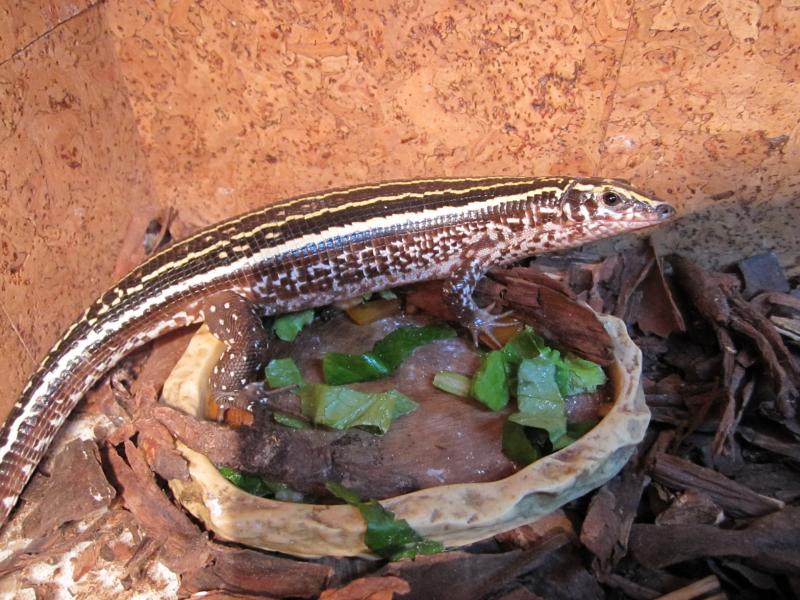 Zonosaurus quadrilineatu