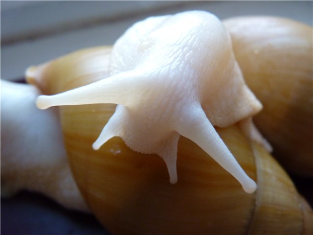 Achatina fulica vollalbino2