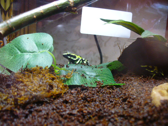 Dendrobates auratus