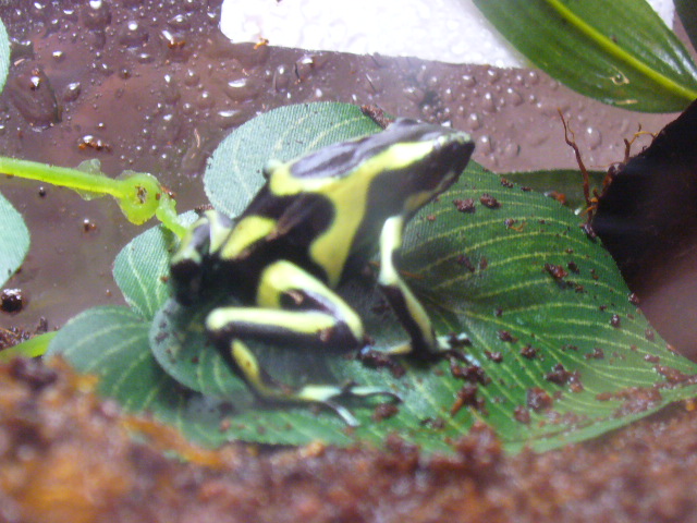 Dendrobates auratus 2