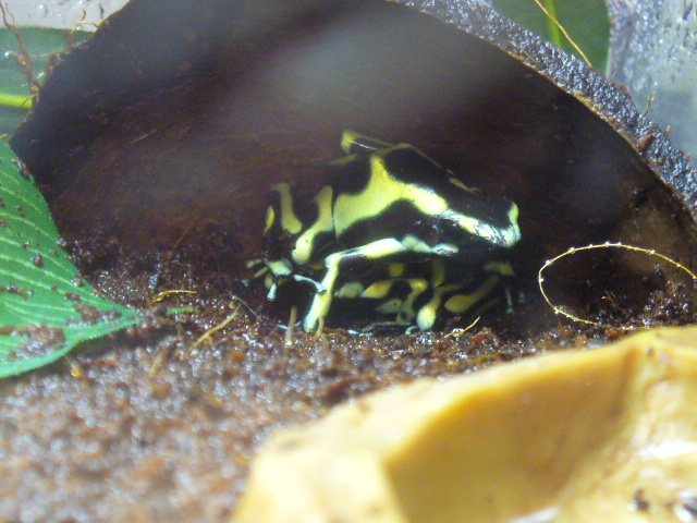 Dendrobates auratus 3