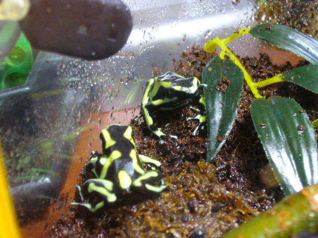 Dendrobates auratus 4