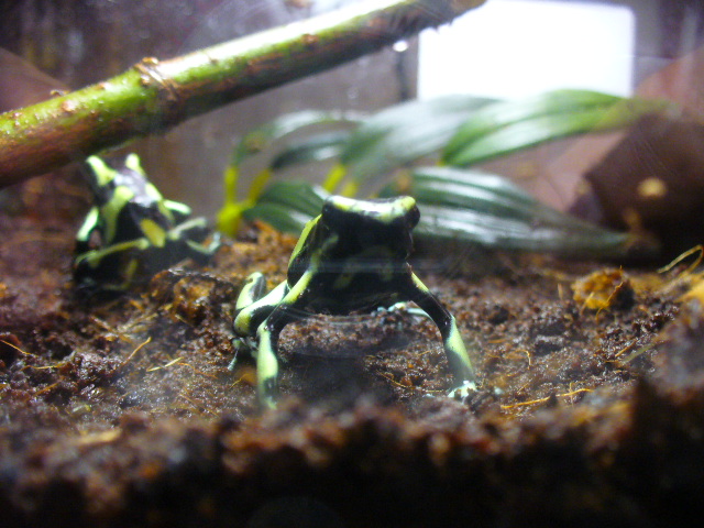 Dendrobates auratus 6