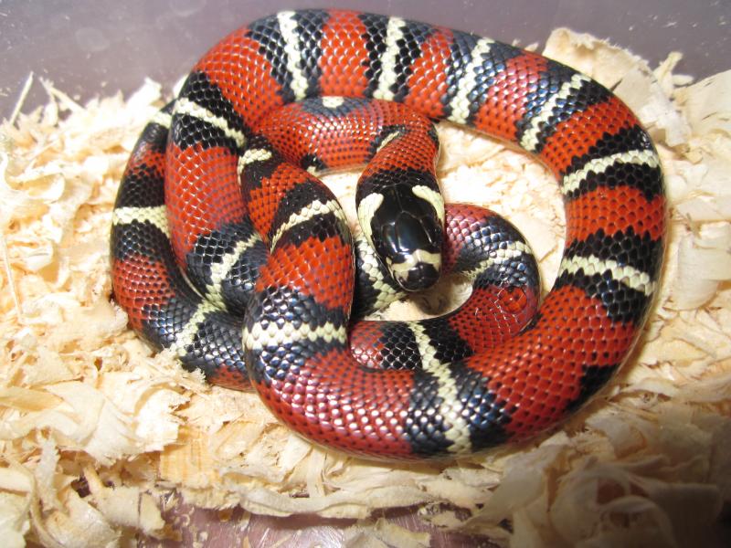 Lampropeltis triangulum stuarti