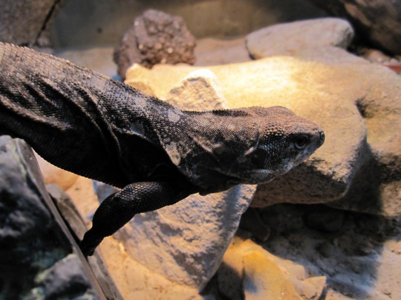 Ctenosaura clarki