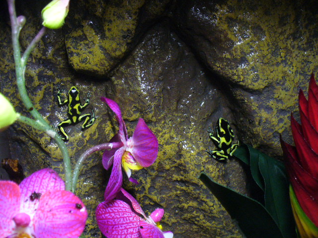 Dendrobates auratus