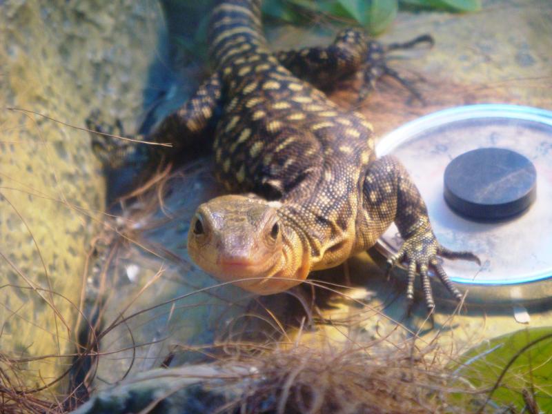 Varanus melinus (желтопятнистый варан)