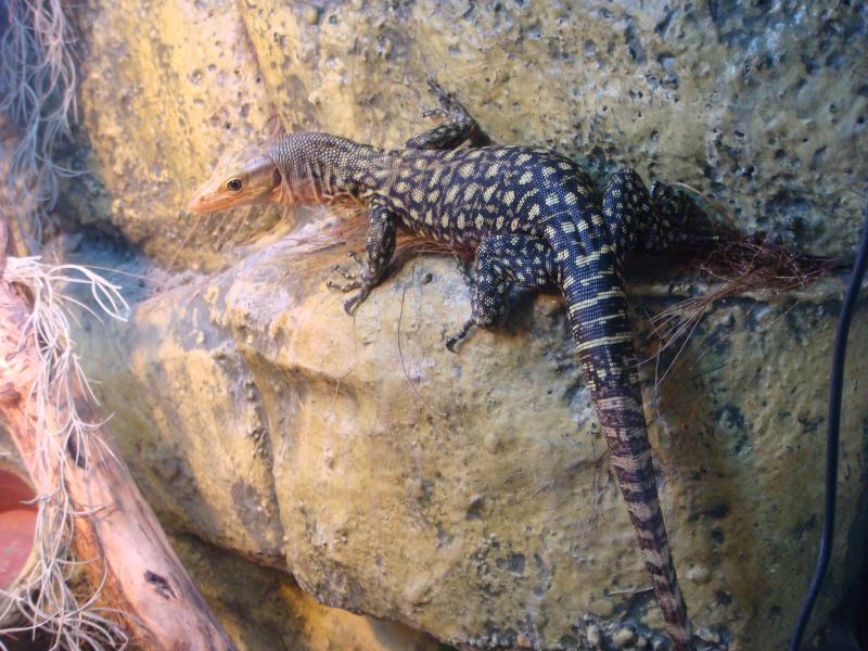 Varanus melinus (желтопятнистый варан)