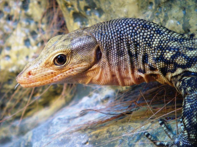 Varanus melinus (желтопятнистый варан)