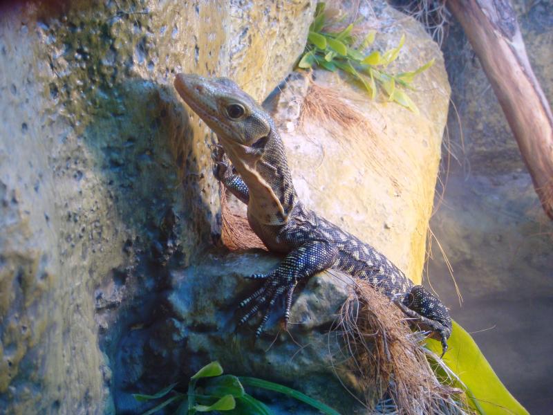 Varanus melinus (желтопятнистый варан)