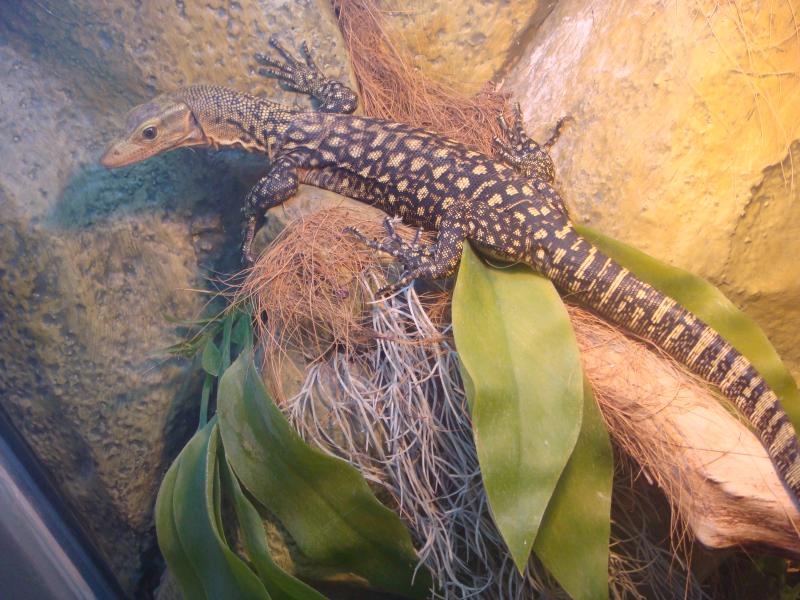 Varanus melinus (желтопятнистый варан)