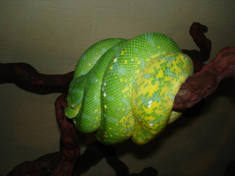 M. viridis Fem