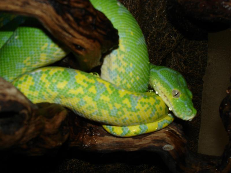 M. viridis Fem 2