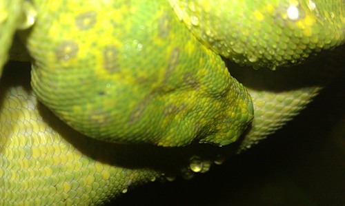 Morelia Viridis ару