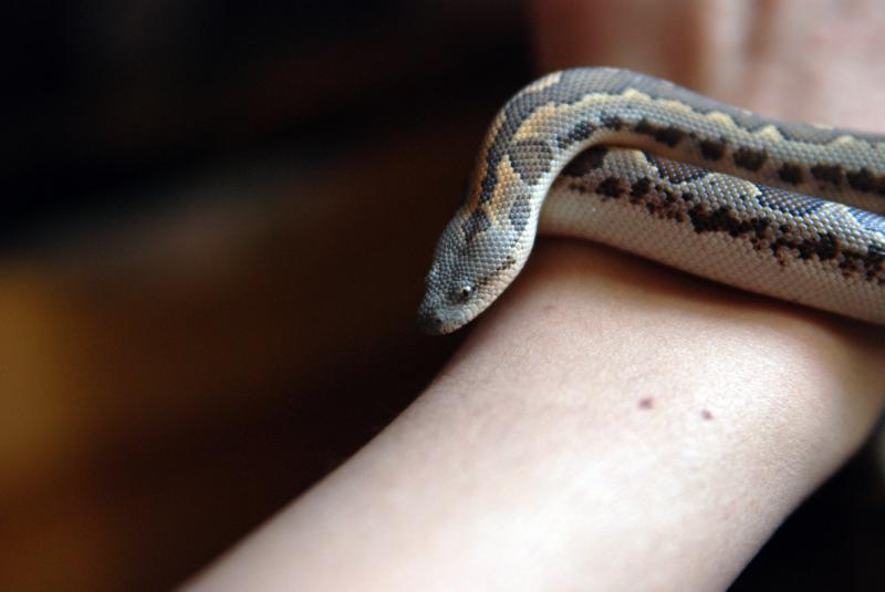 Gongylophis (Eryx) conicus