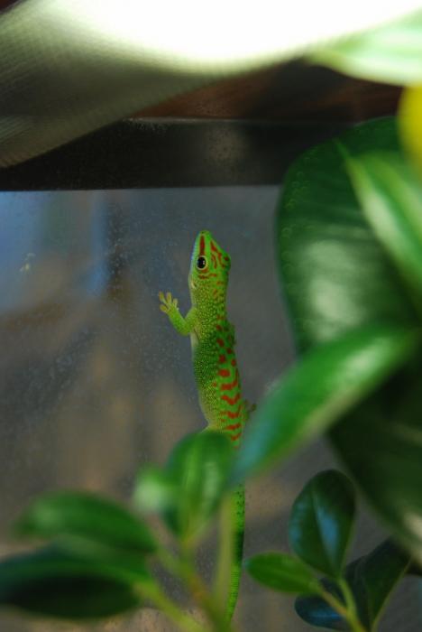 Phelsuma madagascariensis grandis