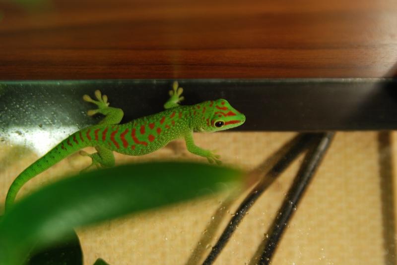 Phelsuma madagascariensis grandis