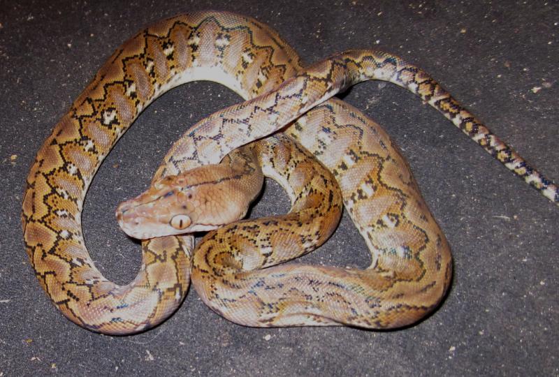 Python reticulatus jampeanus