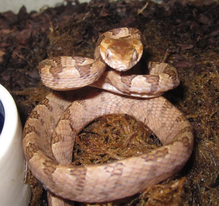 Boiga ceylonensis