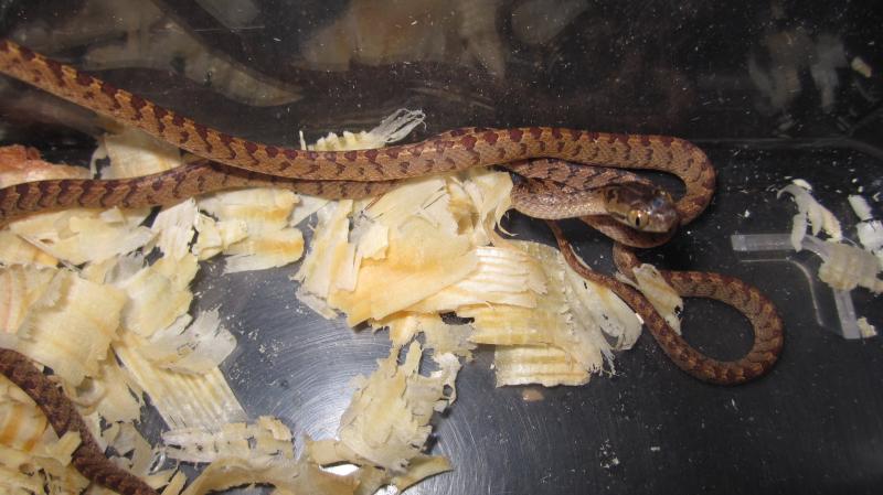 Boiga ceylonensis