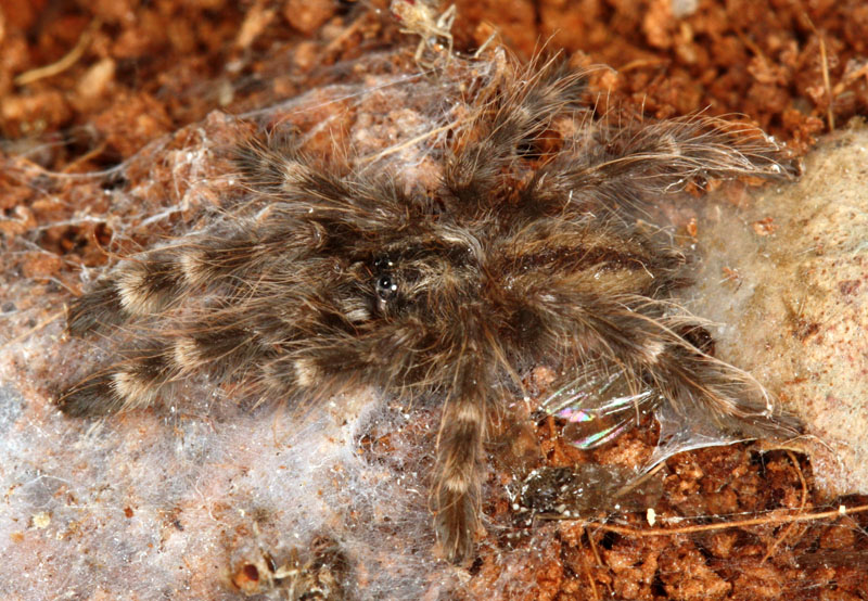 Poecilotheria bara