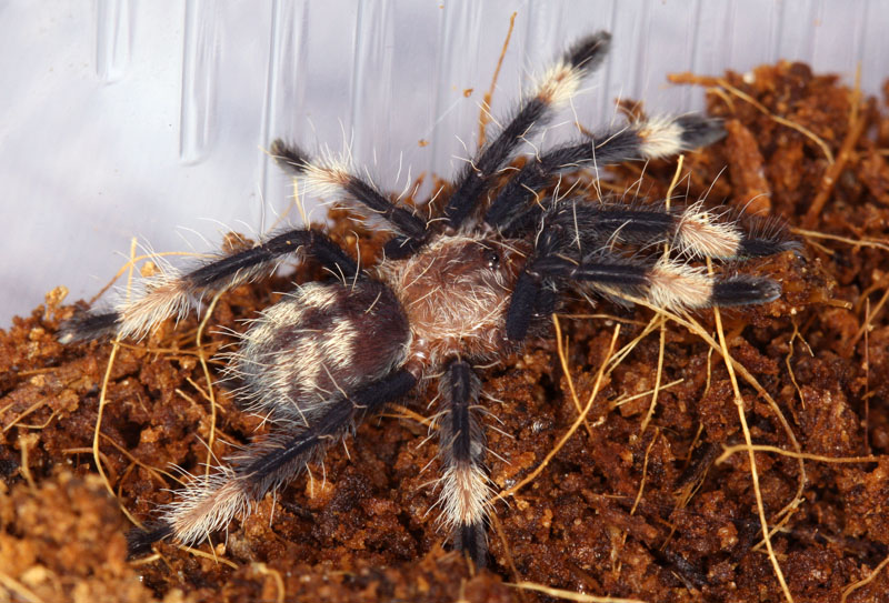 Psalmopoeus irminia