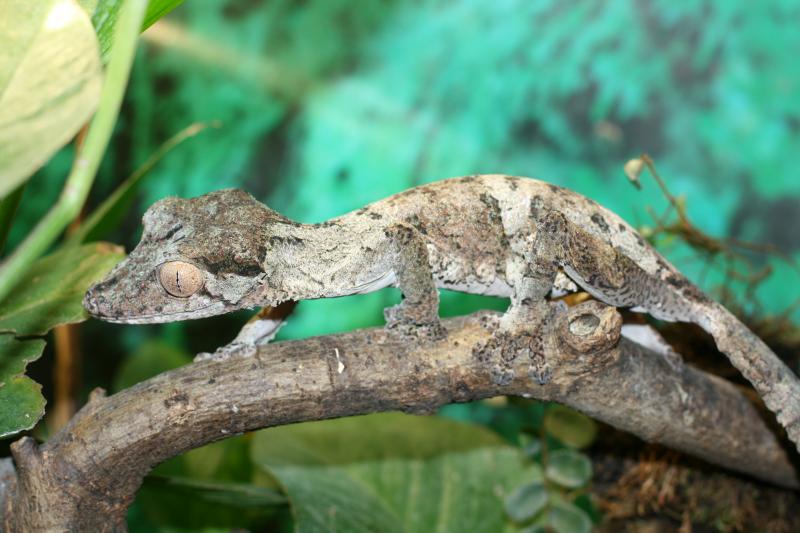 Uroplatus henkeli